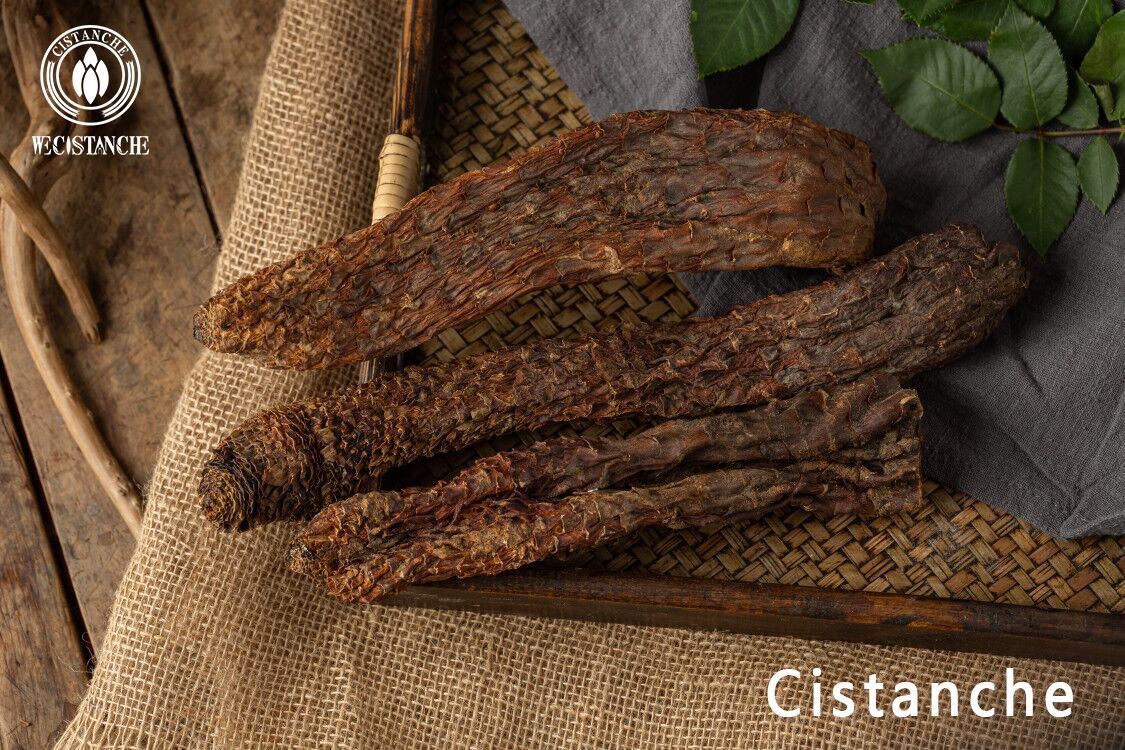 Cistanche stem