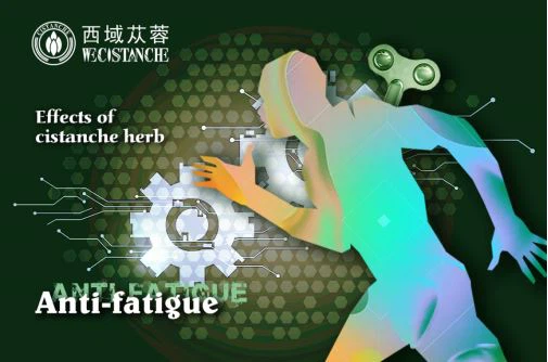 benefits of cistanche: anti-fatigue