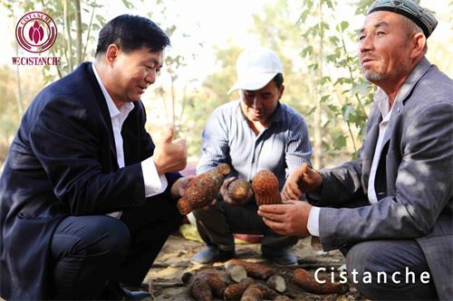How to choose Cistanche?