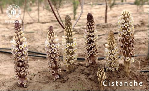 dragon herb cistanche