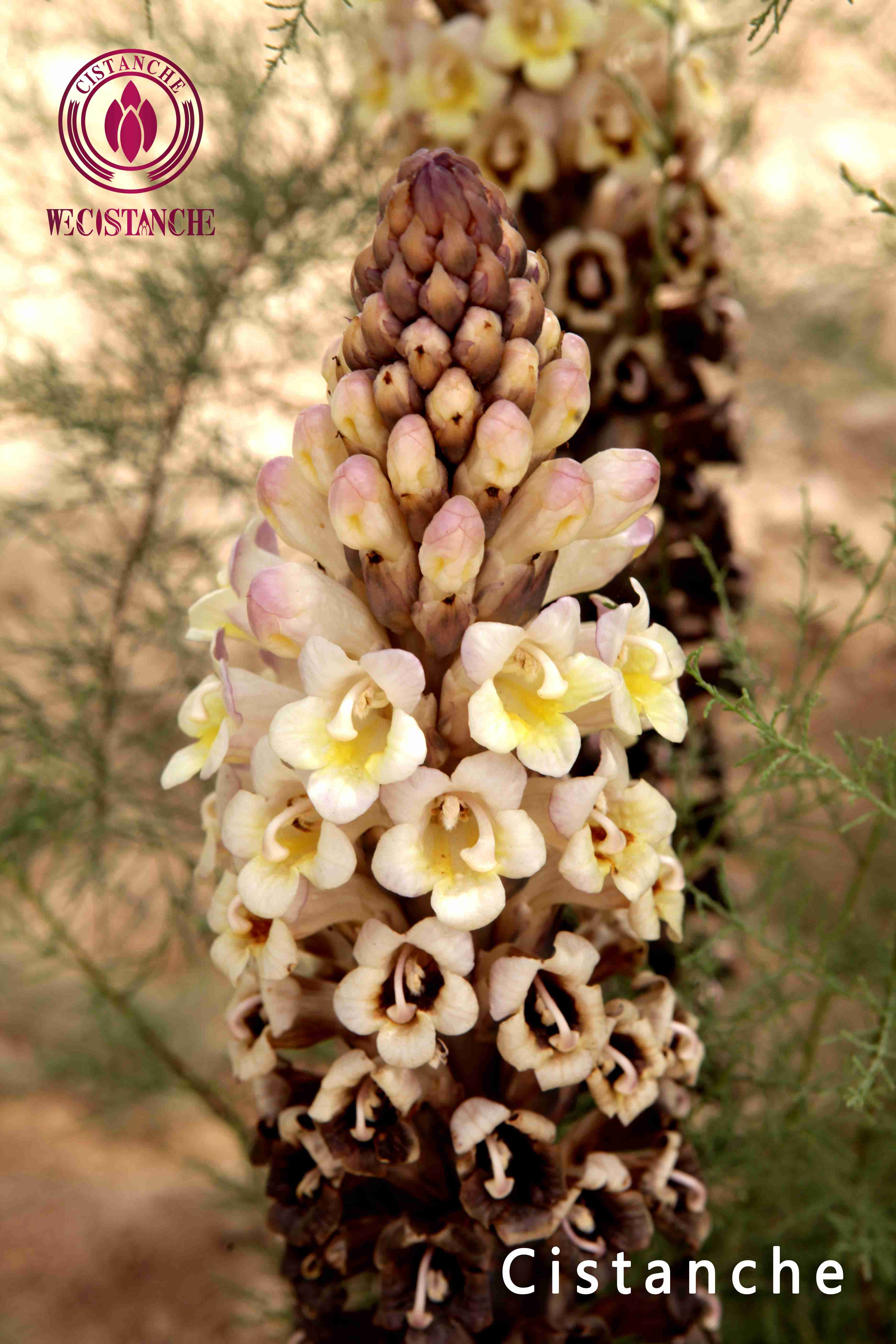 Wecistanche Cistanche tubulosa root