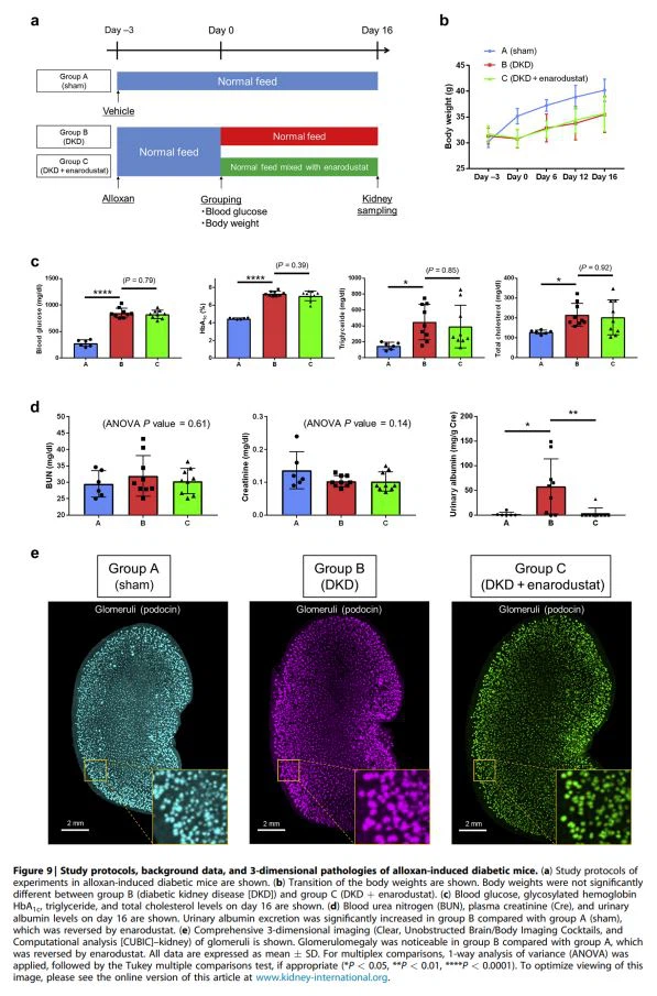 Figure 9 Study protocols, background data, and 3-dimensional pathologies of alloxan-induced diabetic mice