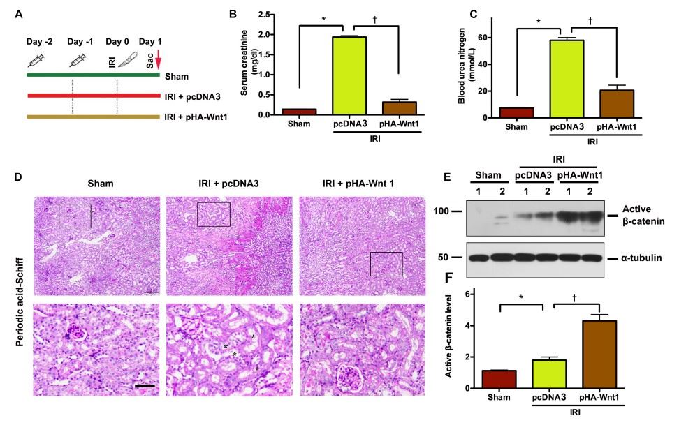 FIGURE1 | In vivo expression of exogenous Wnt1 before IR prevents AKI and activates renal β-catenin in mice FIGURE1 | In vivo expression of exogenous Wnt1 before IR prevents AKI and activates renal β-catenin in mice