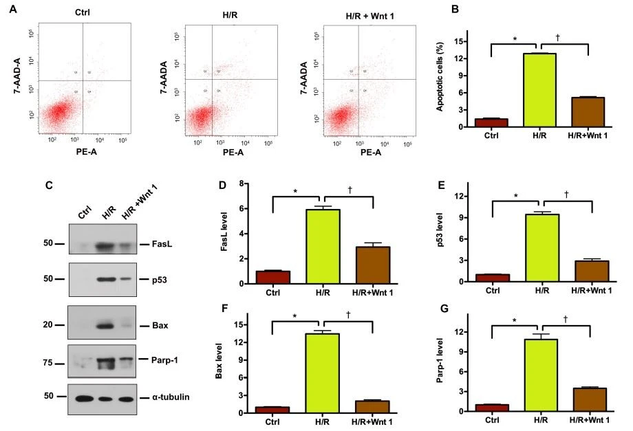 FIGURE 8 | Exogenous Wnt1 protects tubular cells against apoptosis induced by hypoxia-reoxygenation (H/R) injury in vitro FIGURE 8 | Exogenous Wnt1 protects tubular cells against apoptosis induced by hypoxia-reoxygenation (H/R) injury in vitro
