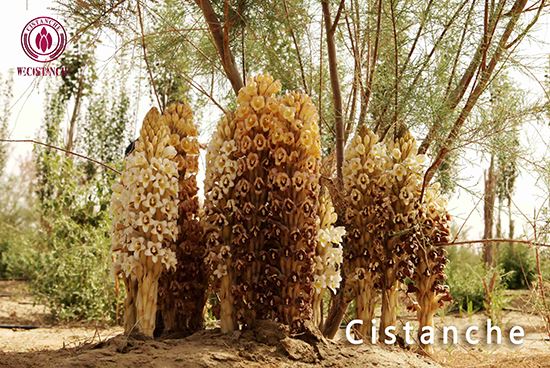 cistanche salsa