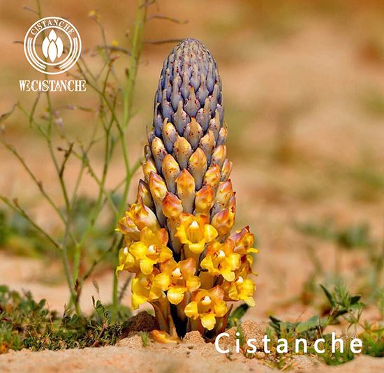 cistanche salsa