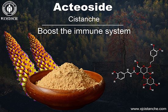 content of Cistanche Salsa