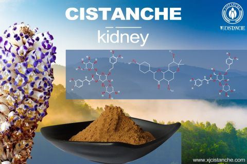 Cistanche-kidney disease