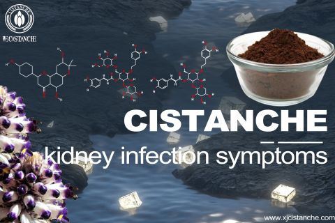 cistanche-kidney disease