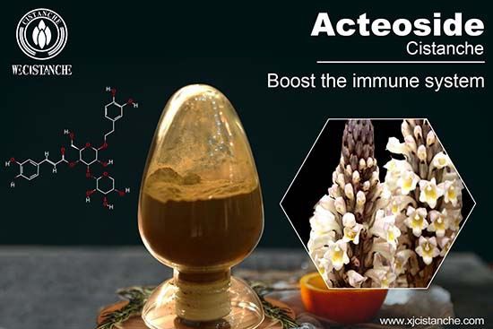 Cistanche extract can reduce Inflammatory hyperplasia