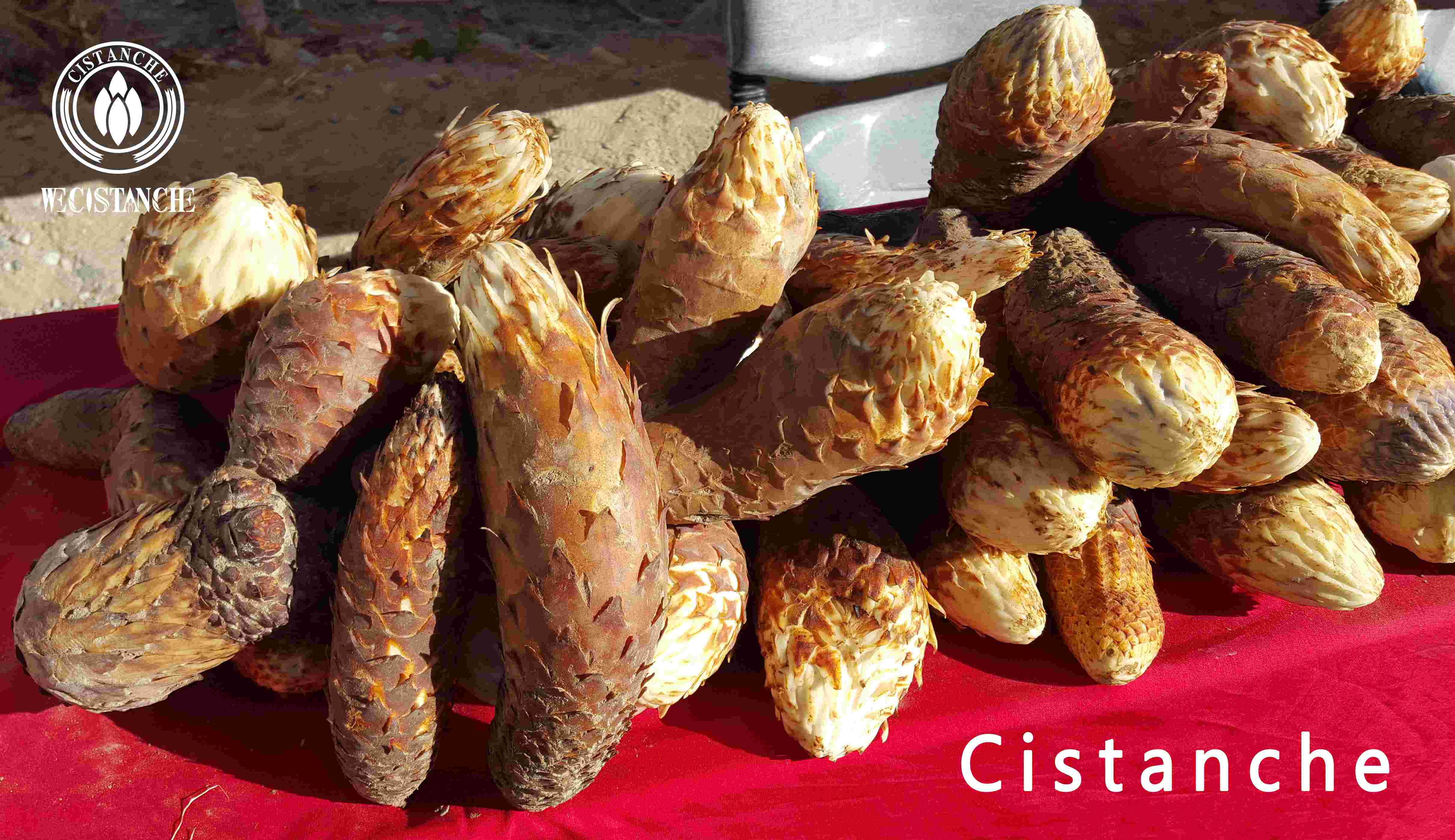 use Cistanche diet therapy to maintain health