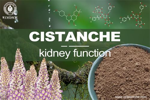 Renal microvascular rarefaction plays a pivotal role in progressive kidney disease Renal microvascular rarefaction plays a pivotal role in progressive kidney disease