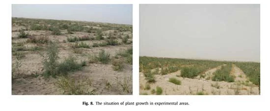 figure 8 Benefits of Artificial Tamarix-Cistanche
