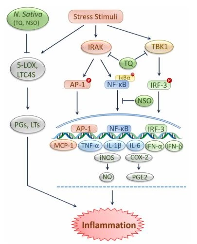 Figure 2. Protection against inflammation by black cumin and its constituents. Stimulation of various extrinsic and intrinsic stressors triggers inflammatory signals. Activity of inflammatory enzymes such as 5-LOX and LTC4S resulted in the generation of leukotrienes and prostaglandins, respectively, leading to inflammation. Figure 2. Protection against inflammation by black cumin and its constituents. Stimulation of various extrinsic and intrinsic stressors triggers inflammatory signals. Activity of inflammatory enzymes such as 5-LOX and LTC4S resulted in the generation of leukotrienes and prostaglandins, respectively, leading to inflammation.