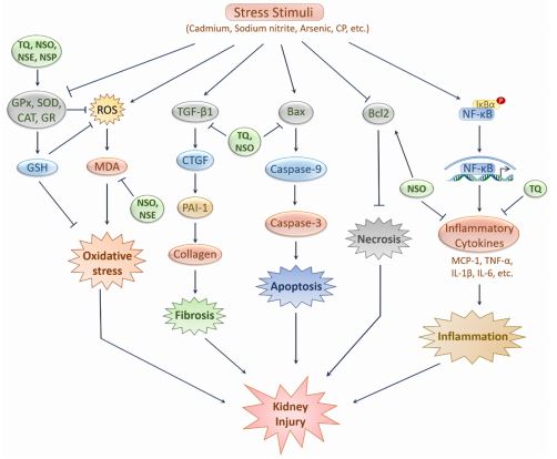Figure 3. Prospective kidney-protective effects of N. sativa and its active constituent. Bioactive compounds of N. sativa prevents kidney injury by inhibiting several stress stimuli induced apoptosis, oxidative stress, inflammation and fibrosis Figure 3. Prospective kidney-protective effects of N. sativa and its active constituent. Bioactive compounds of N. sativa prevents kidney injury by inhibiting several stress stimuli induced apoptosis, oxidative stress, inflammation and fibrosis