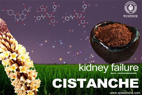 to prevent chronic kidney disease by black cumin to prevent chronic kidney disease by black cumin