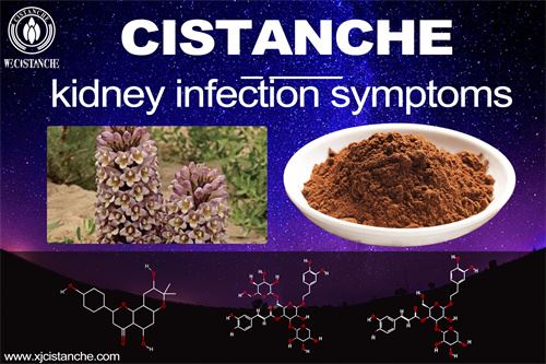 cistanche can prevent kidney infection symptoms and relieve chronic kidney disease cistanche can prevent kidney infection symptoms and relieve chronic kidney disease