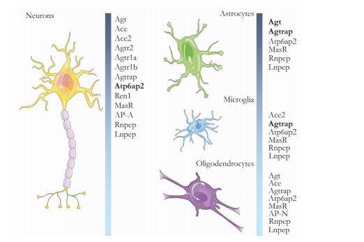 Genes of the RAS system Genes of the RAS system