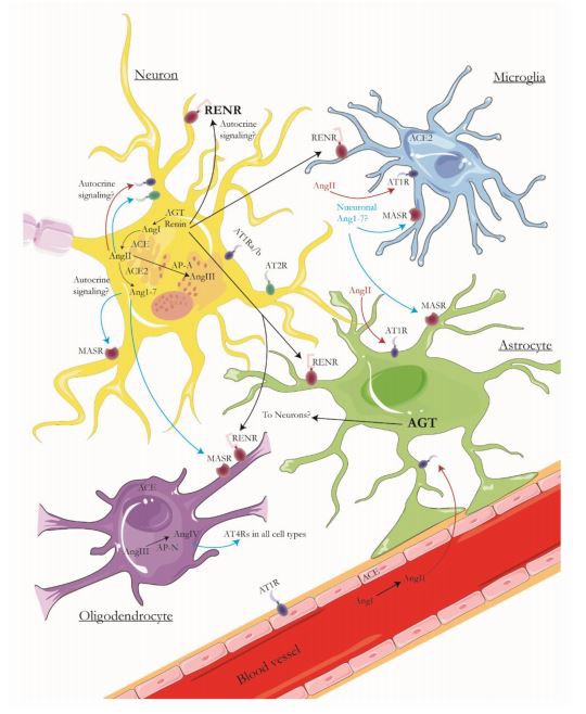 Components of the brain RAS Components of the brain RAS