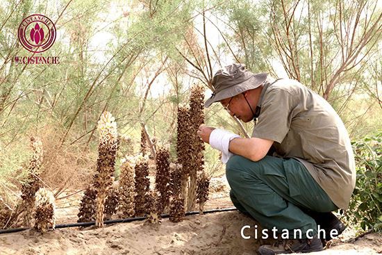 Herba Cistanche 