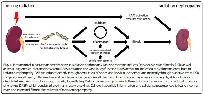 Interaction of putative pathomechanisms in radiation nephropathy Interaction of putative pathomechanisms in radiation nephropathy
