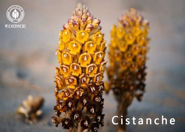 Cistanche inhibits melanogenesis of skin. 