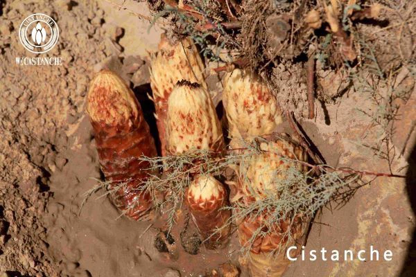 Cistanche is good for chronic kidney disease. Cistanche is good for chronic kidney disease.