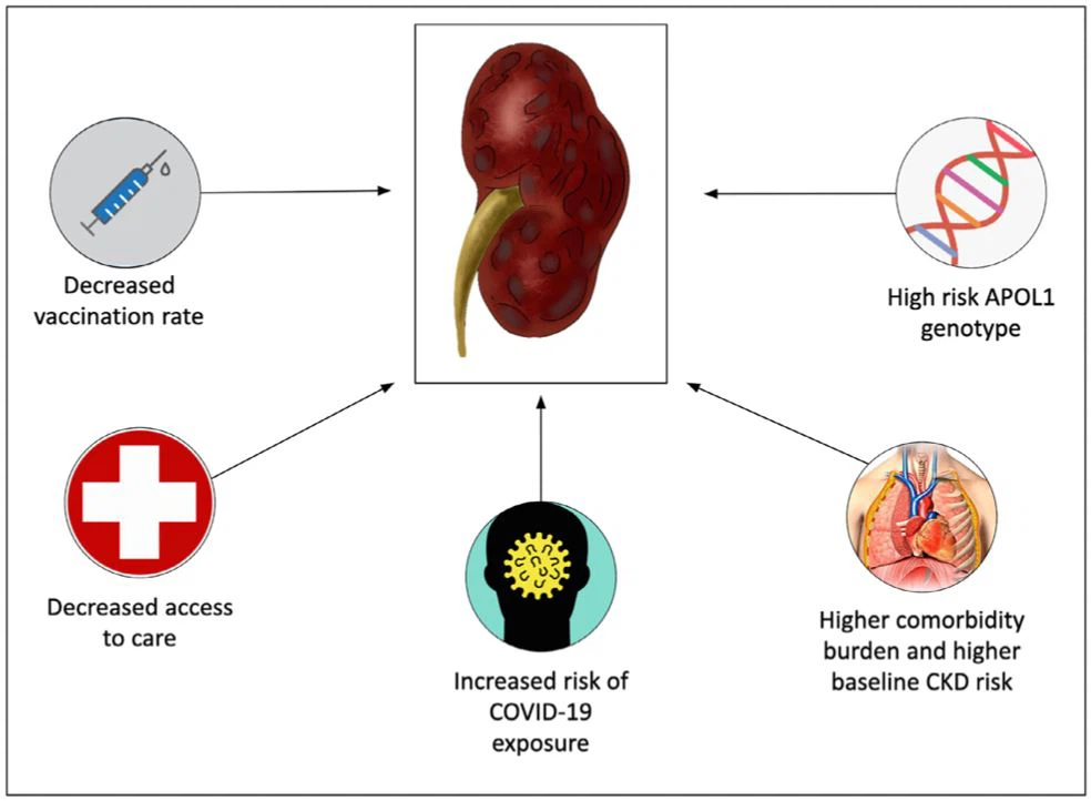 Figure 4. Factors contributing to increased risk of adverse kidney outcomes among racial and ethnic minorities. Figure 4. Factors contributing to increased risk of adverse kidney outcomes among racial and ethnic minorities.