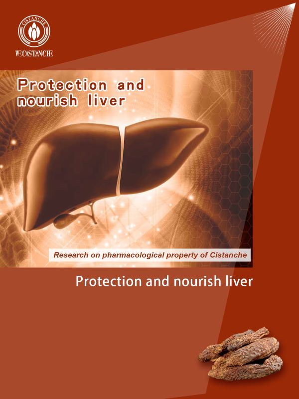 Cistanche protects liver. Cistanche protects liver.