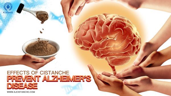 Cistanche has anti-Alzheimer function
