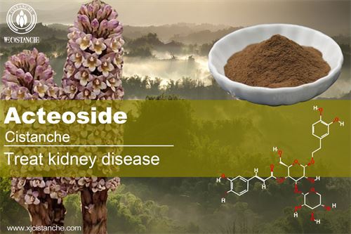 treat kidney disease effect of Cistanche