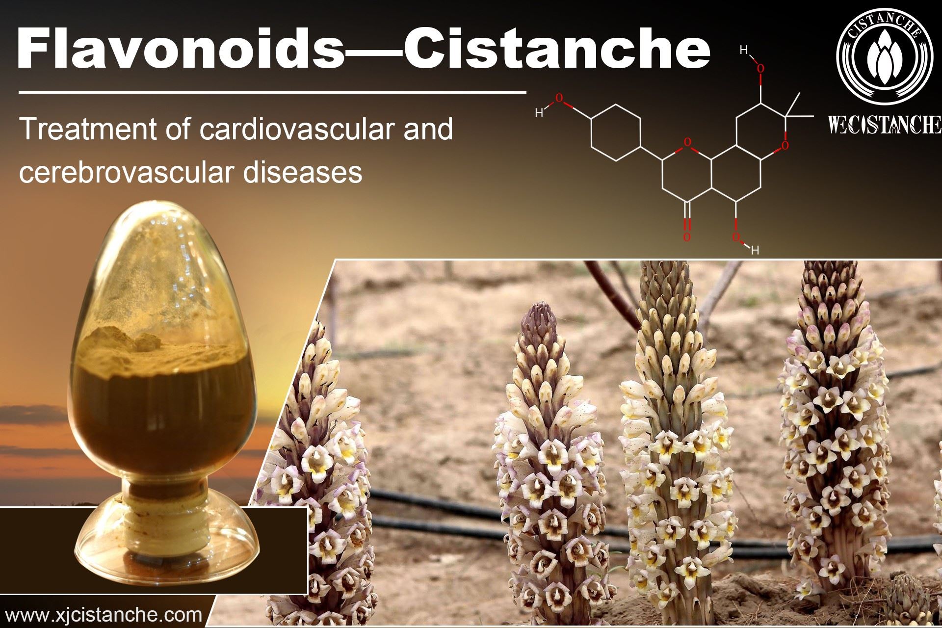 treatment effect of flavonoids-cistanche