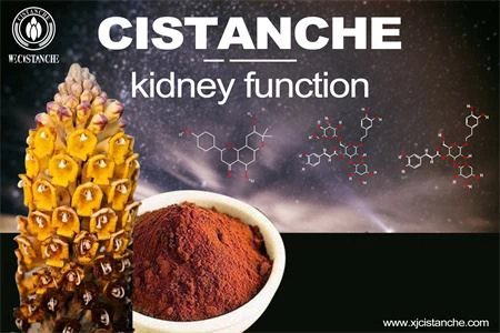cistanche-kidney function1(55) cistanche-kidney function1(55)