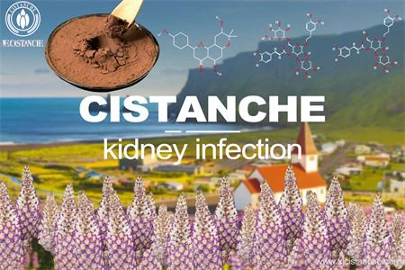 Cistanche-kidney infection-(13) Cistanche-kidney infection-(13)