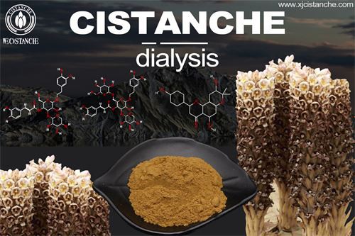 Cistanche to treat kidney disease