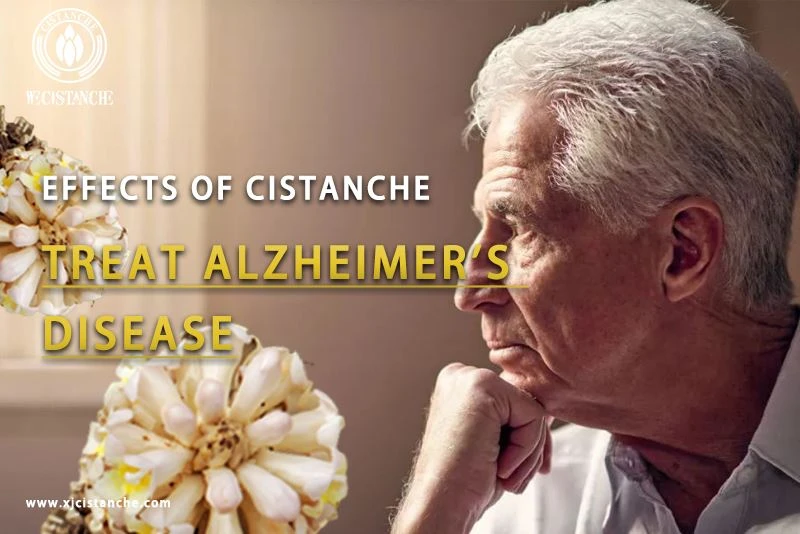 effects of cistanche：anti-alzheimer's disease