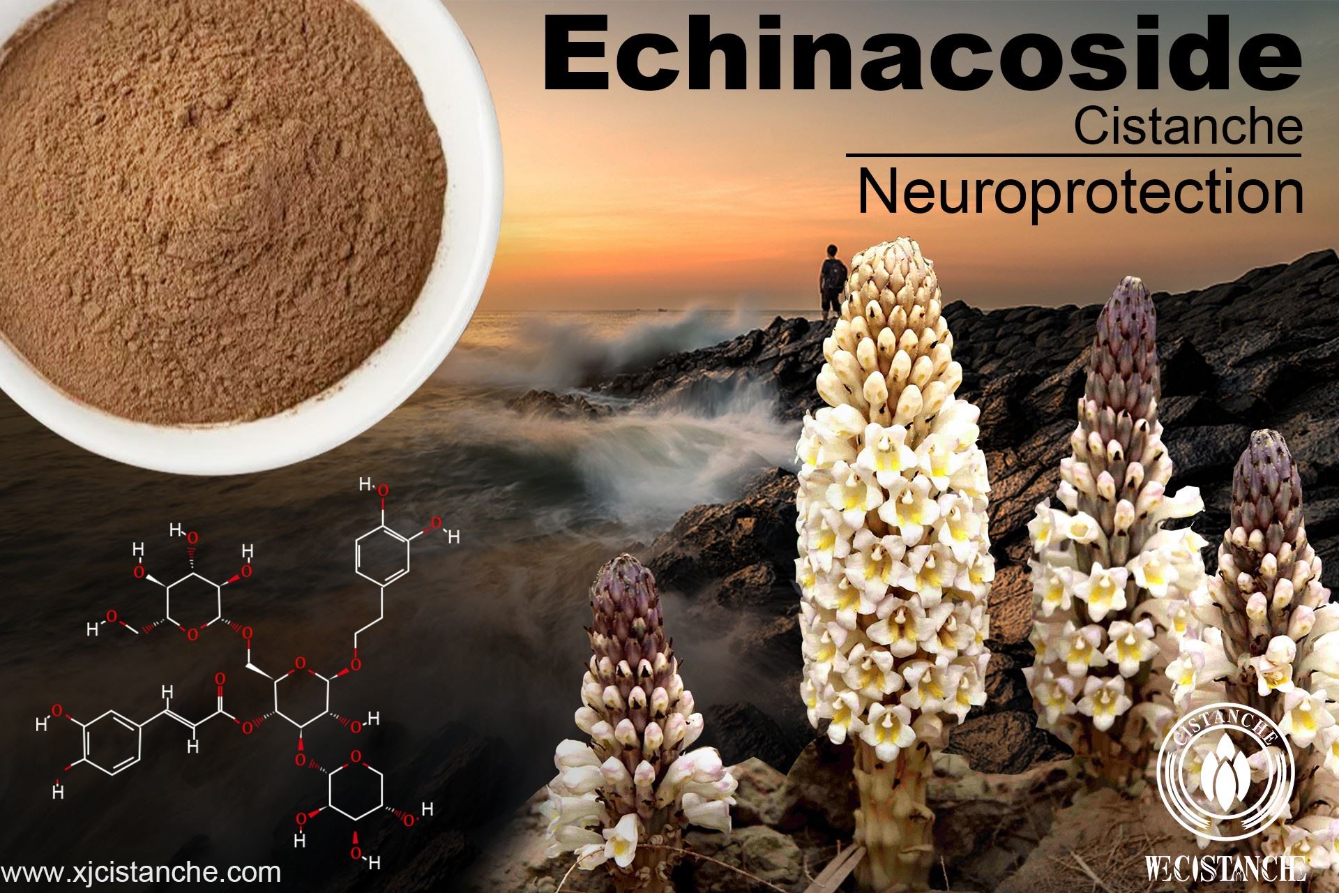 Echinacoside- neuroprotection Echinacoside- neuroprotection