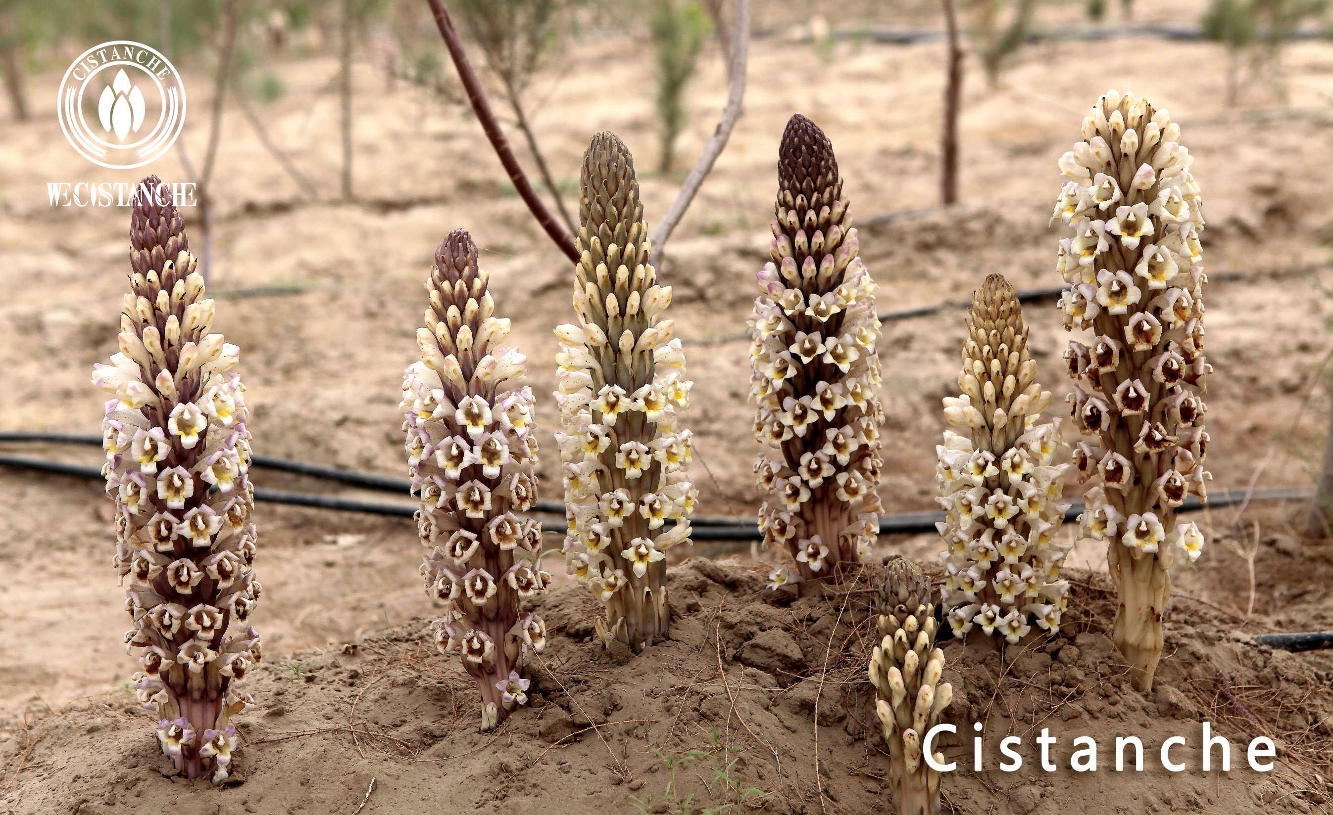 Cistanche tubulosa in desert