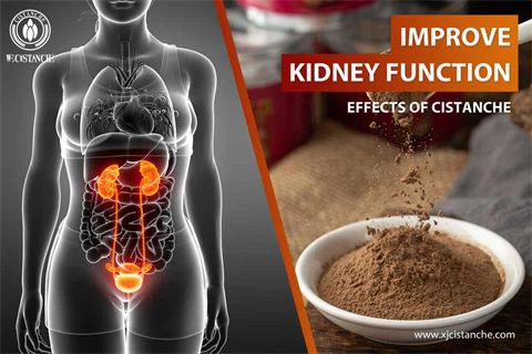 effects of cistanche：improve kidney function5