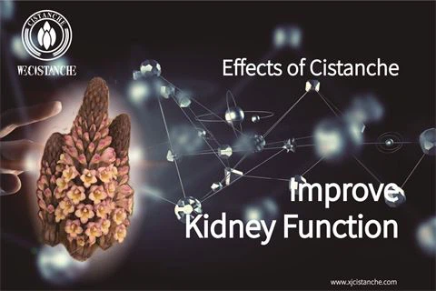 effects of cistanche：improve kidney function6