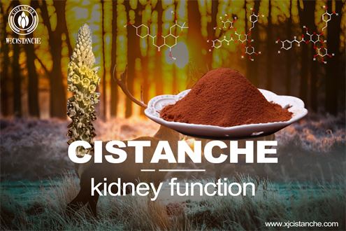 cistanche benefits cistanche benefits