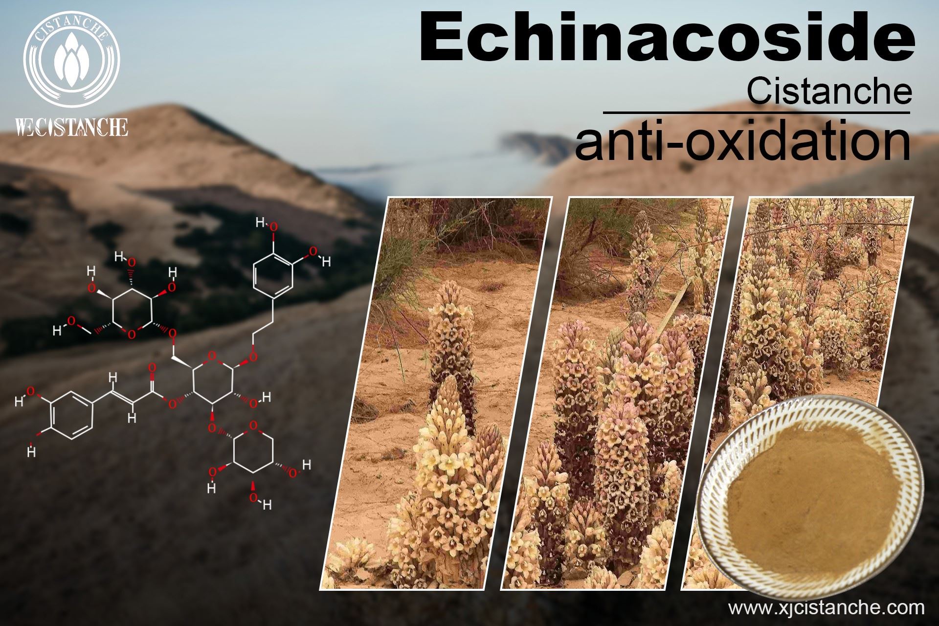 cistanche ingredient