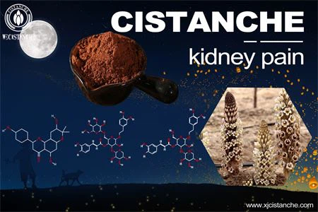 cistanche-kidney pain-5(29)