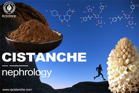 cistanche-nephrology-4(40)