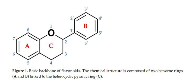 Basic backbone of flavonoids