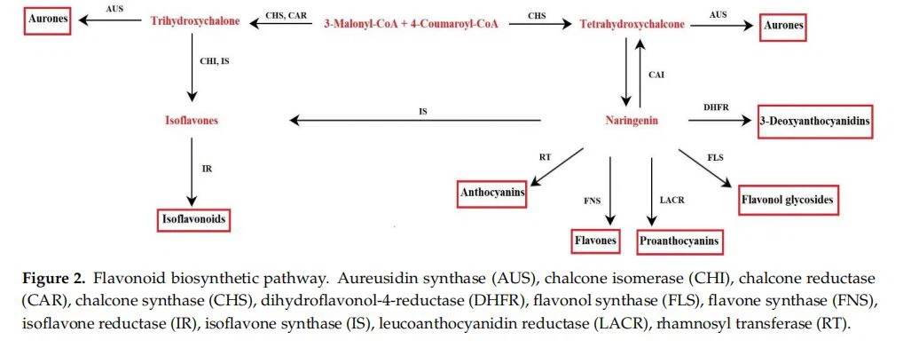 Flavonoid biosynthetic pathway. Aureusidin synthase (AUS), chalcone isomerase (CHI), chalcone reductase  (CAR), chalcone synthase (CHS), dihydroflavonol-4-reductase (DHFR), flavonol synthase (FLS), flavone synthase (FNS),  isoflavone reductase (IR), isoflavone synthase (IS), leucoanthocyanidin reductase (LACR), rhamnosyl transferase (RT). 1.2. Role of Flavonoids in Plants The conservation of genes involved in the metabolism of flavonoids during the evolution of terrestrial plants is a clear indication of their fundamental role in the physiology  of the plant [15]. Flavonoids are responsible for the color and aroma of flowers, are involved in reproductive strategies, protect cells from harmful UV radiation (essential for  the life of terrestrial plants), and play a role in disease resistance, as well as in symbiotic  association (i.e., as signal molecules in plant-microorganism symbiosis). By being involved in stress responses, they protect the plant from harsh environmental conditions  [26–28]. The widespread diffusion of flavonoids suggests that their antioxidant activity is  a robust feature for the survival and fitness of terrestrial plants. In fact, their synthesis is  enhanced after exposure of the plant to severe stress, as their powerful antioxidant activity  can counteract the deleterious effects of reactive oxygen species (ROS) [29,30]. 1.3. Flavonoids and Biotechnology Flavonoids have been associated with many favorable agronomic traits and health  benefits for humans, so their metabolic engineering is an important goal for plant biotechnology [25]. The amounts of flavonoids in plants vary, depending on the species, growing  conditions, and stage of development. In fact, even if medicinal and aromatic plants are  quite efficient in producing these molecules, the field-grown plants cannot always represent a good source of these metabolites. This is due to the difficulties in plant cultivation,  seasonal variations in productivity, tissue/organ-specific production, and problems related to purification. For these reasons, the industrial production of polyphenols would  be difficult to sustain if the plants grown in the field were the only source of raw material.  On the other hand, the highly complex structures and stereospecificity of flavonoids often  make chemical synthesis not economically feasible [31]. In vitro techniques may represent  Figure 2. Flavonoid biosynthetic pathway. Aureusidin synthase (AUS), chalcone isomerase (CHI), chalcone reductase (CAR), chalcone synthase (CHS), dihydroflavonol-4-reductase (DHFR), flavonol synthase (FLS), flavone synthase (FNS), isoflavone reductase (IR), isoflavone synthase (IS), leucoanthocyanidin reductase (LACR), rhamnosyl transferase (RT)