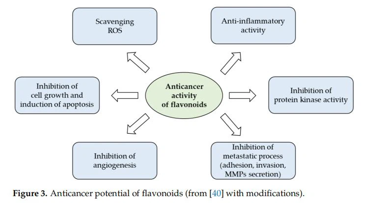 Anticancer potential of flavonoids (from [40] with modifications)