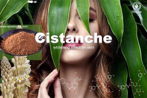 cistanche whitening effect on skin to anti-oxidation cistanche whitening effect on skin to anti-oxidation