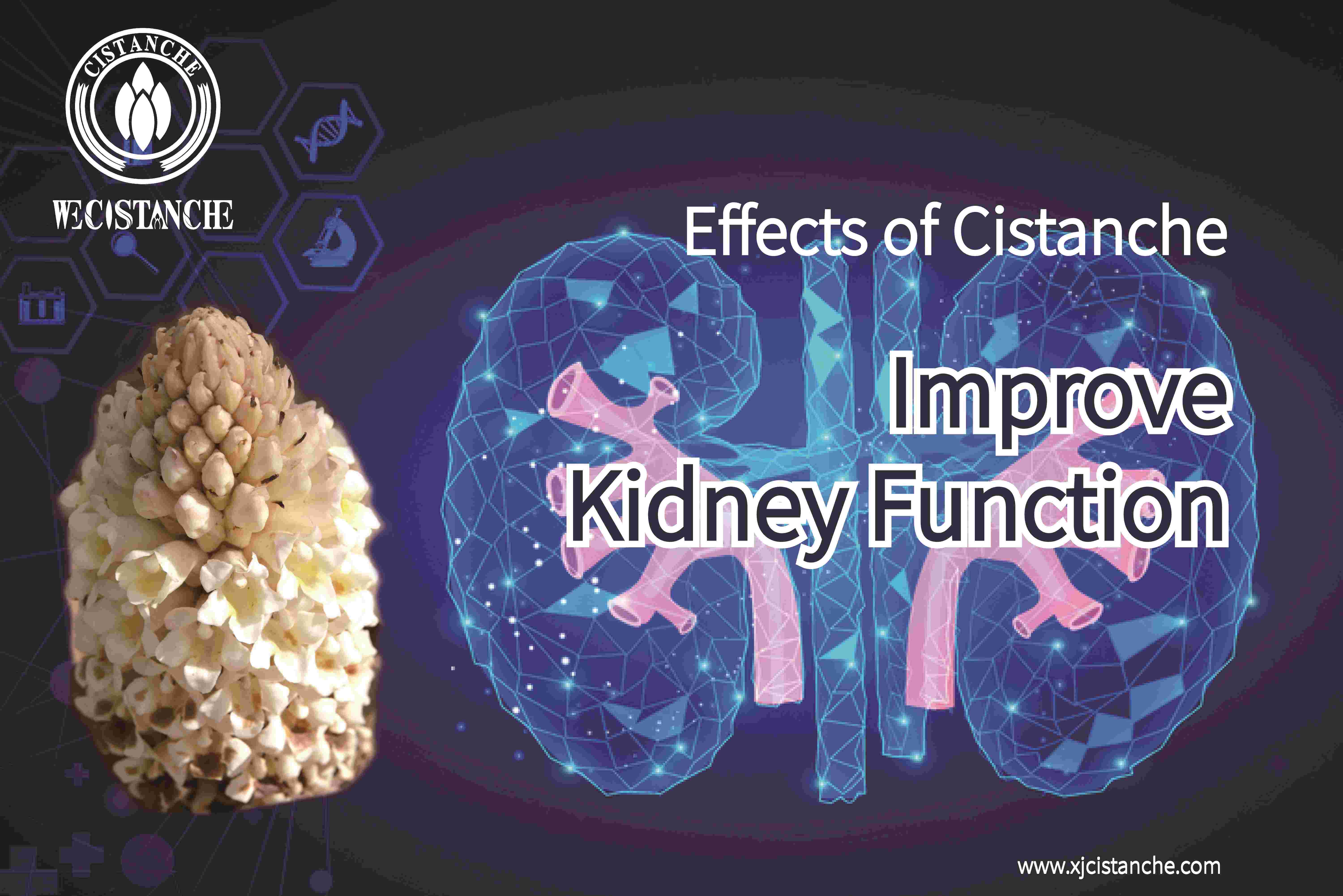 the best herb for kidney disease