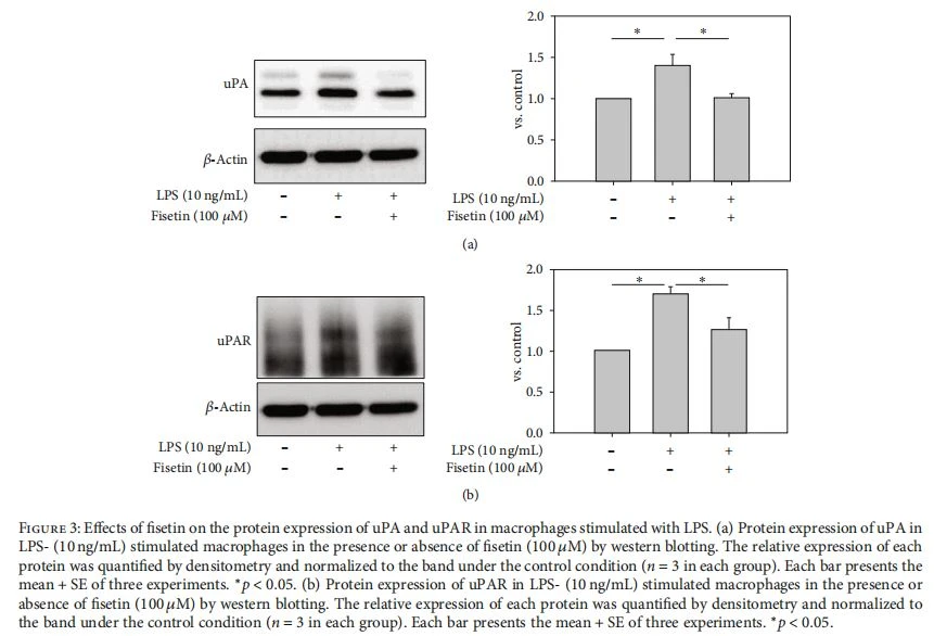 Effects of fisetin on the protein expression of uPA and uPAR in macrophages stimulated with LPS. (a) Protein expression of uPA in LPS- (10 ng/mL) stimulated macrophages in the presence or absence of fisetin (100 μM) by western blotting. The relative expression of each protein was quantified by densitometry and normalized to the band under the control condition (n = 3 in each group). Each bar presents the mean + SE of three experiments. ∗p < 0:05. (b) Protein expression of uPAR in LPS- (10 ng/mL) stimulated macrophages in the presence or absence of fisetin (100 μM) by western blotting. The relative expression of each protein was quantified by densitometry and normalized to the band under the control condition (n = 3 in each group). Each bar presents the mean + SE of three experiments. ∗p < 0:05